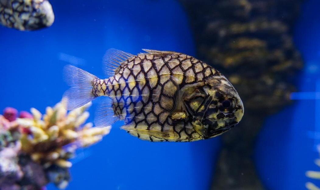 Фото: nsknews.info