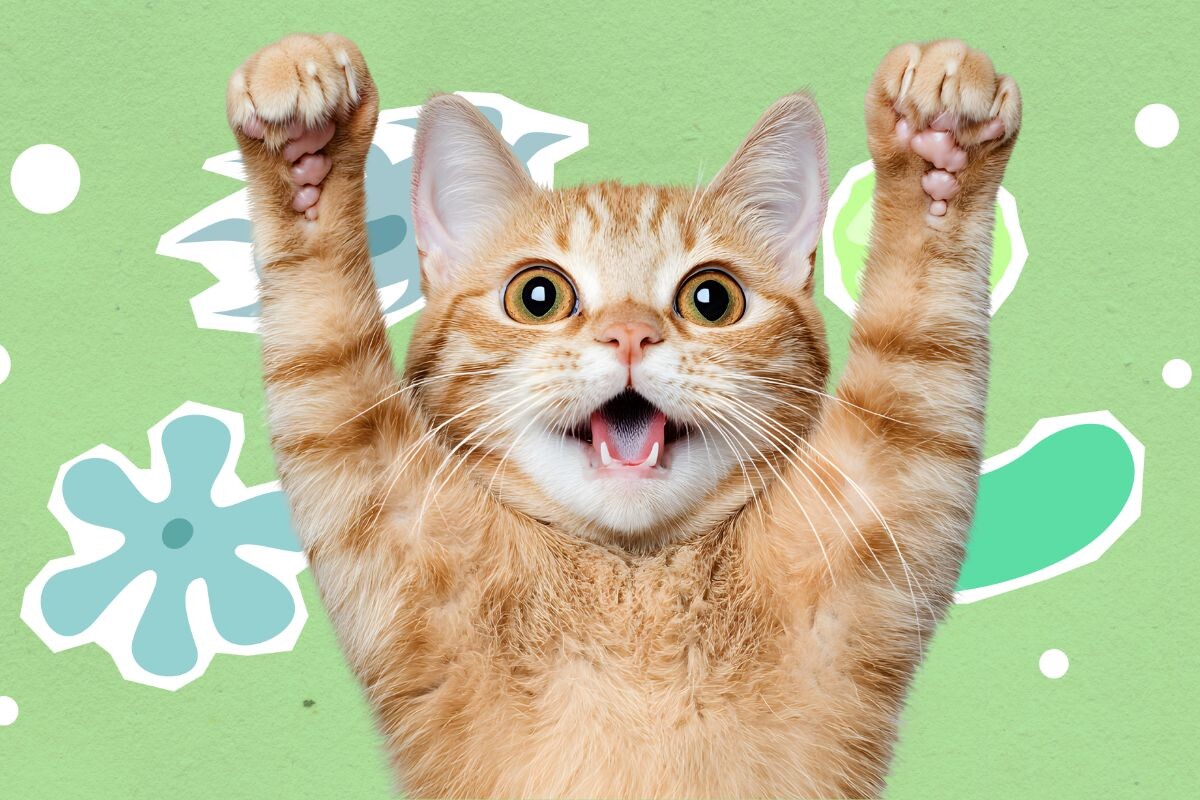 Как повысить иммунитет у кошки