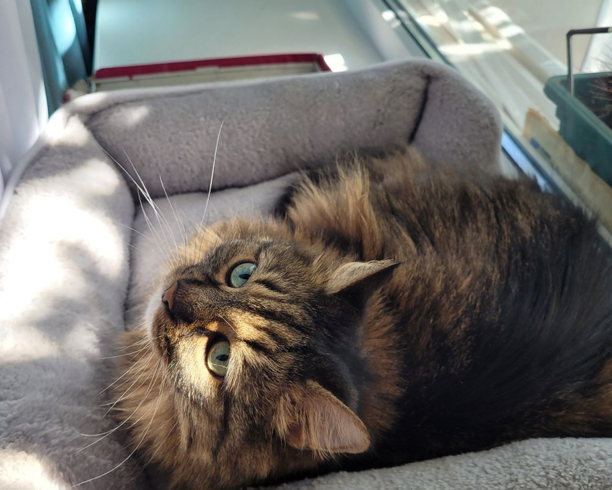 Главное украшение нашего подоконника. За стеклом виднеется кактус (снимок летний)