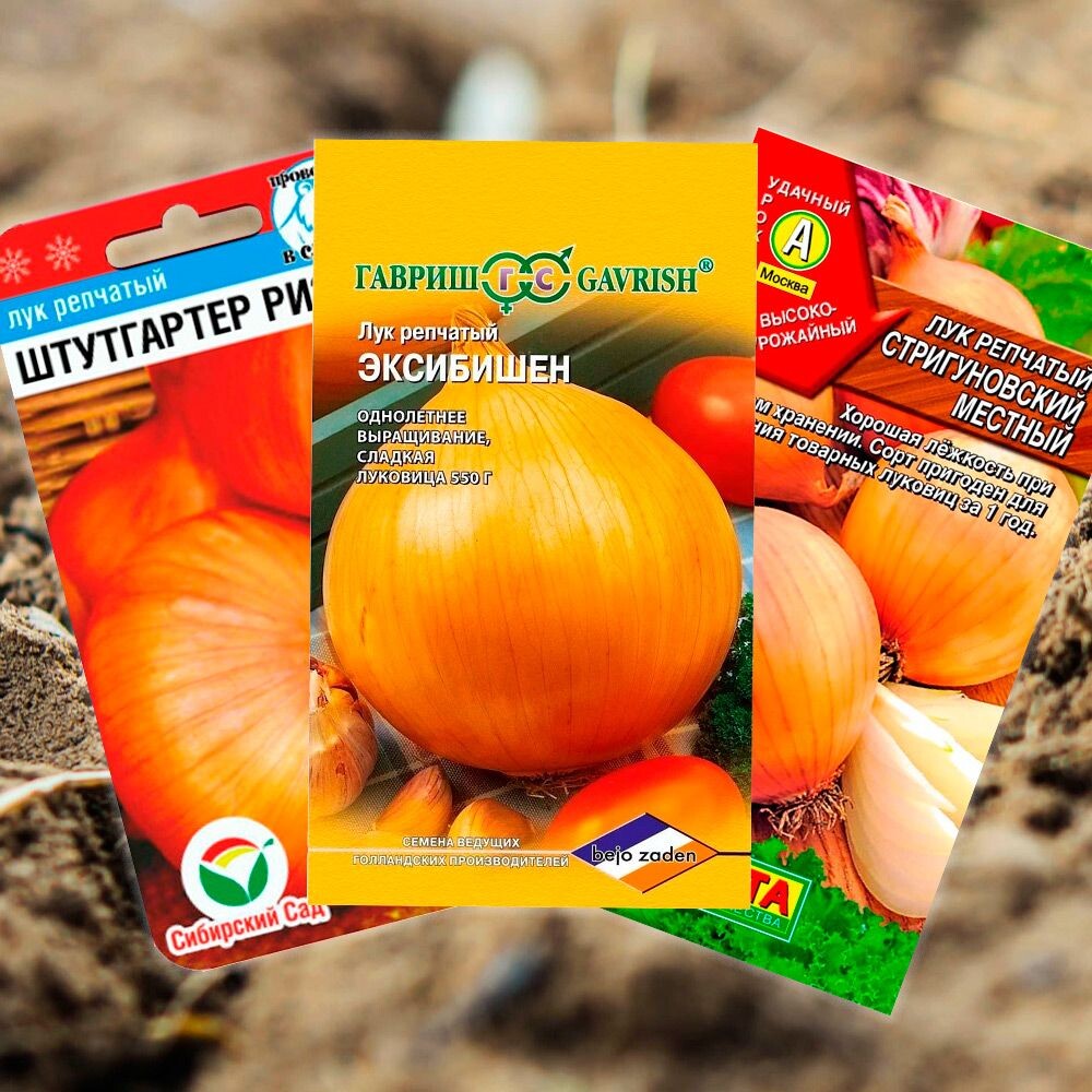 Семена лука