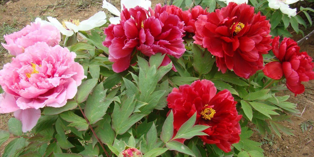 Стрижка под ноль или пушистая шапка: какие многолетники обрезать осенью, а какие оставить