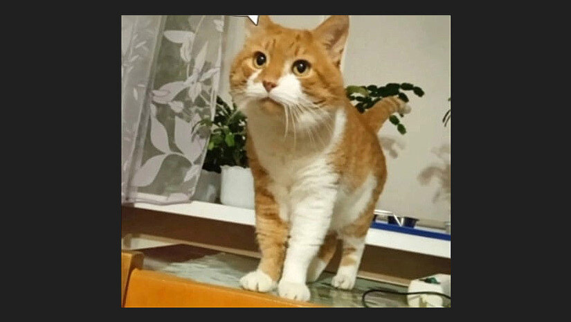 6 ноября - День памяти животных, погибших от рук человека