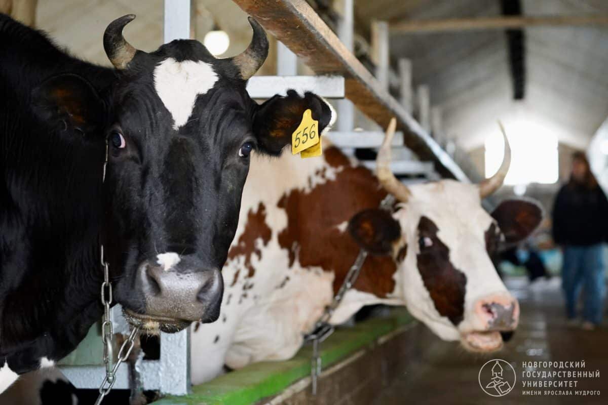    Коровы / © Пресс-служба НовГУ / Дмитрий Колосов