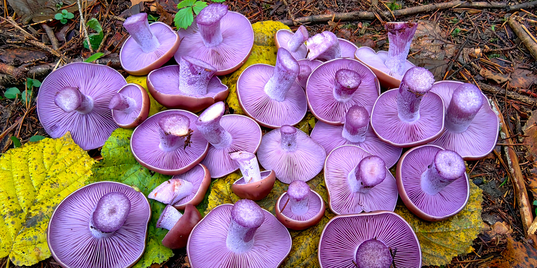 За фиолетовыми грибами. "Собираю чужие грибы". По грибы 2 ноября.