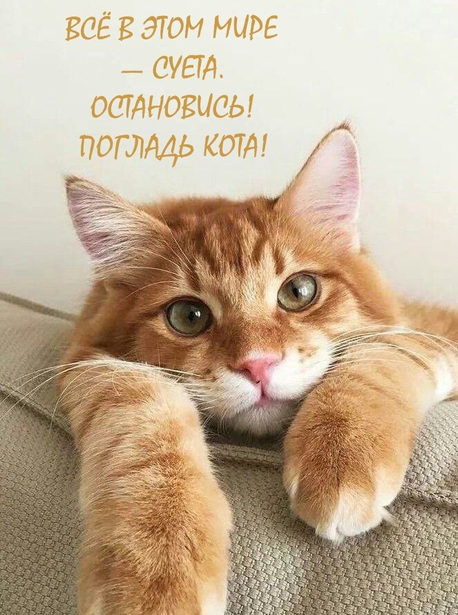 остановись, погладь кота!