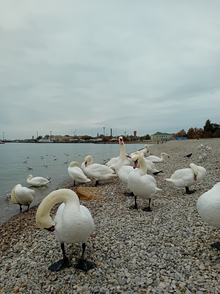 АВТОРСКОЕ фото : ЛЕБЕДИ В ЕВПАТОРИИ. ФОТО сделала вчера. 