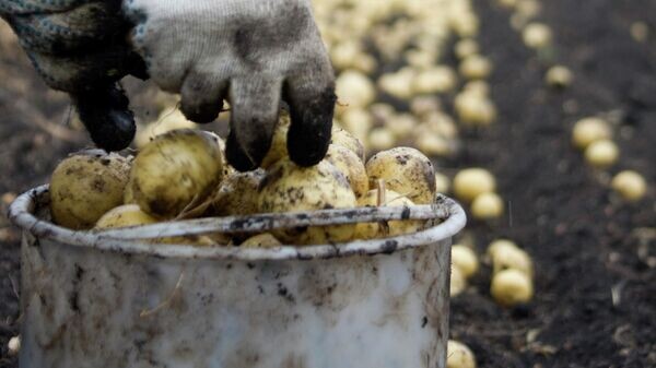    © Sputnik / Павел Лисицын