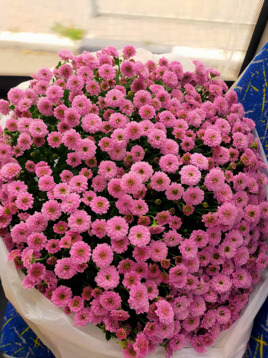 Пуговки так называют мелкую хризантему фото автора 