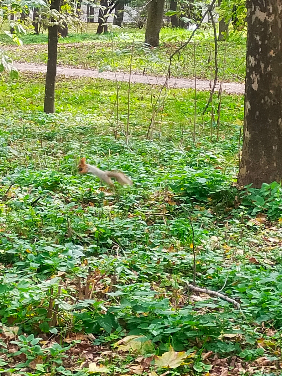 Белка позирует фото автора 