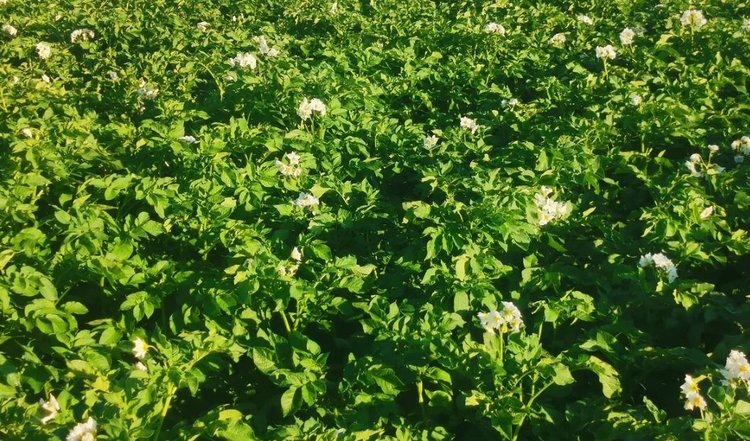    Фото: Лукьянов Дмитрий, AgroXXI.ru