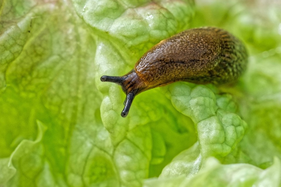    19-летний парень умер, съев на спор слизняка на дне рождени GLOBAL LOOK PRESS