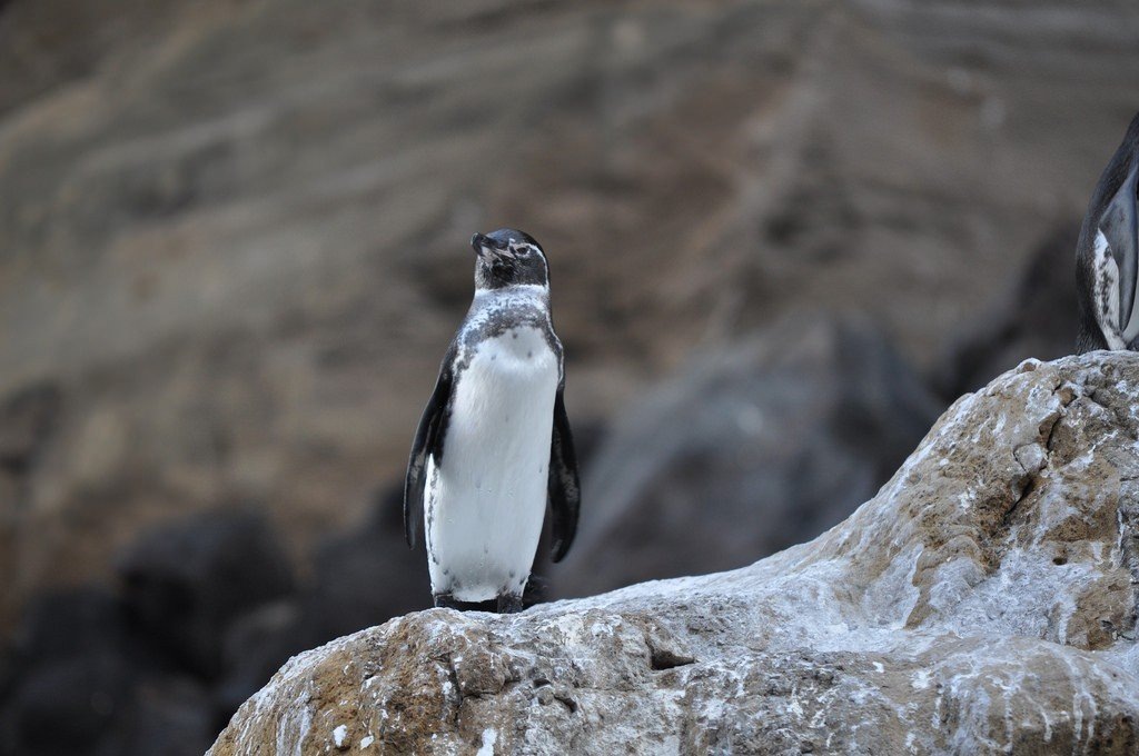 Поза птицы выражает настороженность и одновременно спокойствие, словно он охраняет свою территорию.
