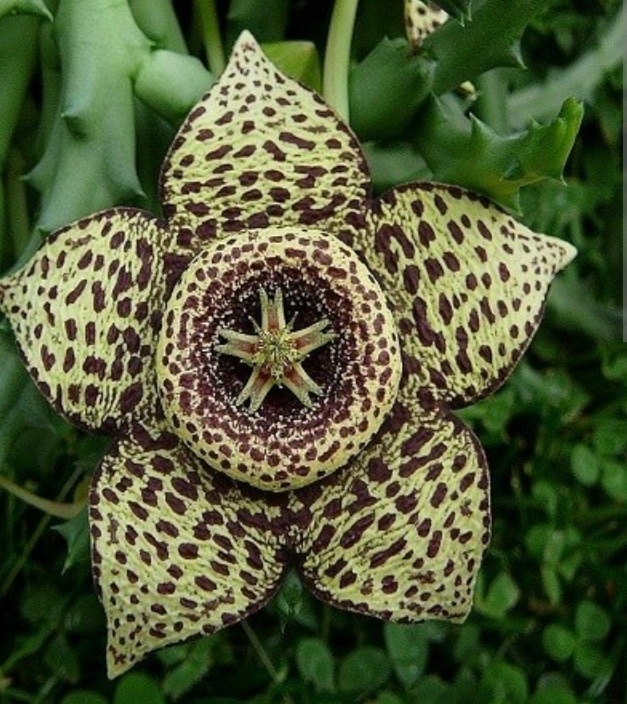 Картинка из книги. 