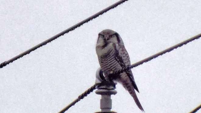 В Приозерске школьники сфотографировали редкую ястребиную сову