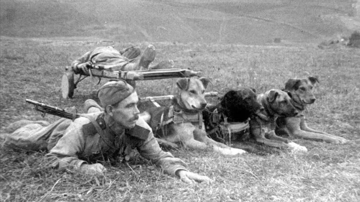 Яндекс картинки