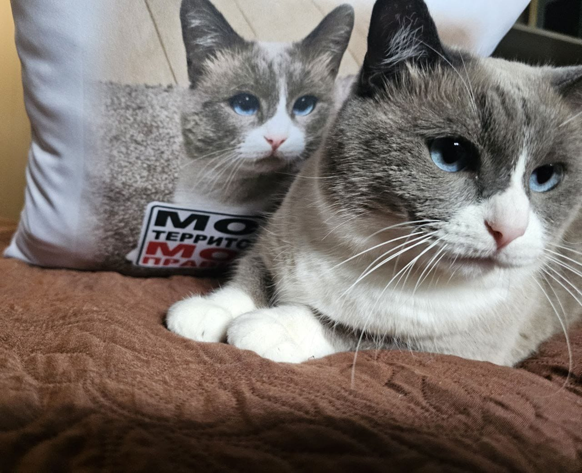 Моя территория - мои правила.