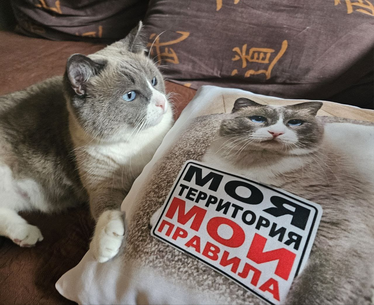 Котомужчина Мотя.