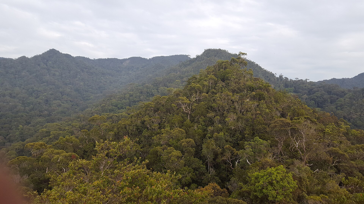 Фото с сайта https://en.wikipedia.org/wiki/Pagon_Hill?ysclid=mhn8n3i1o3612879665#/media/File:Bukit_Pagon.jpg