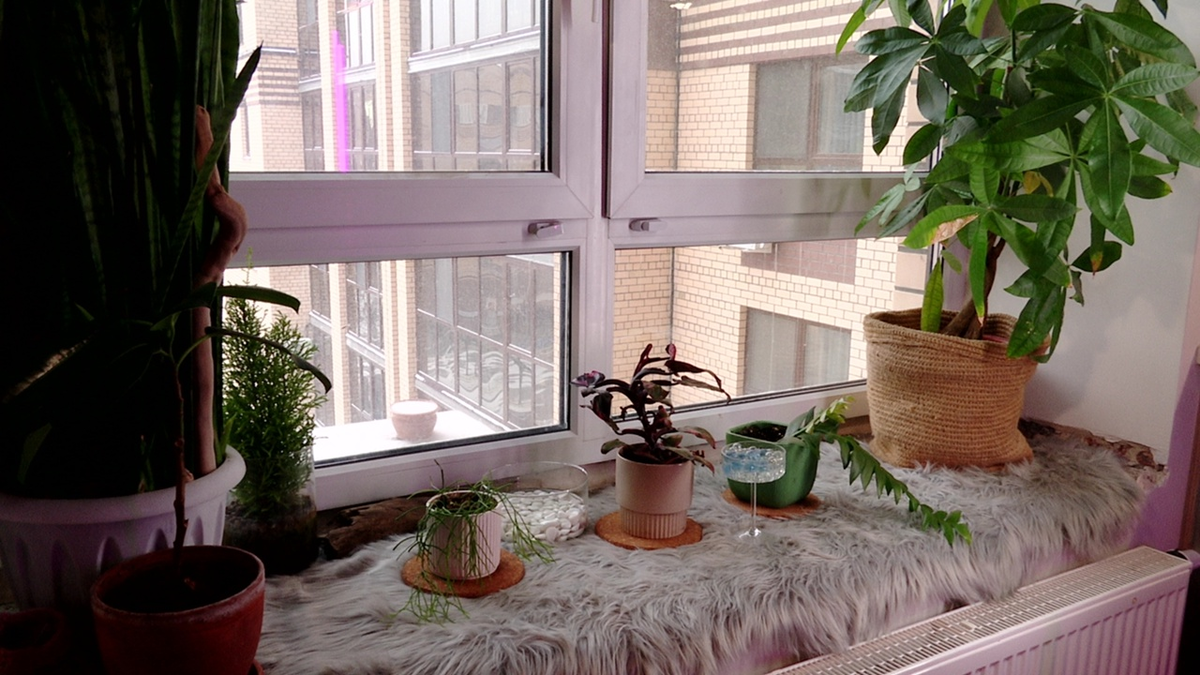 Рассказываем, как спасти зелёных любимцев от сухого воздуха, нехватки света и холодов 