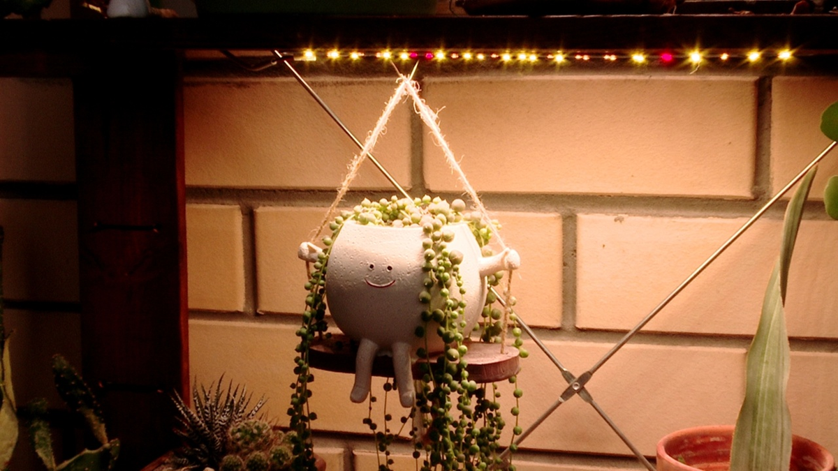 Досветка обязательна для комнатных растений зимой