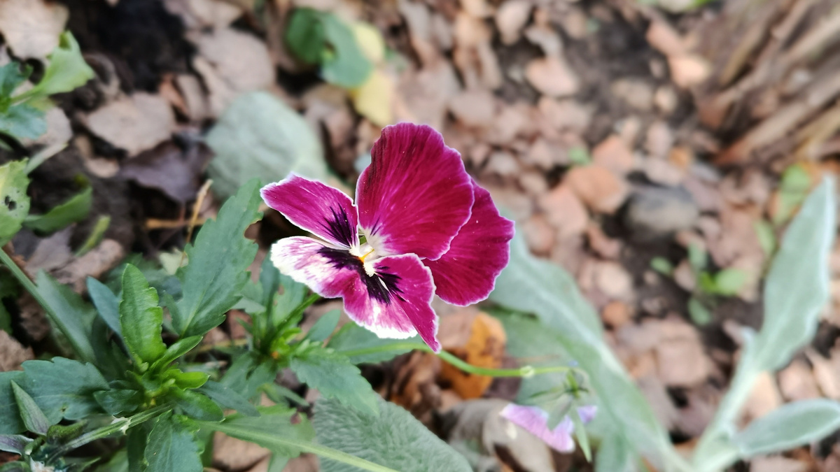 8 ноября во дворе цветочки