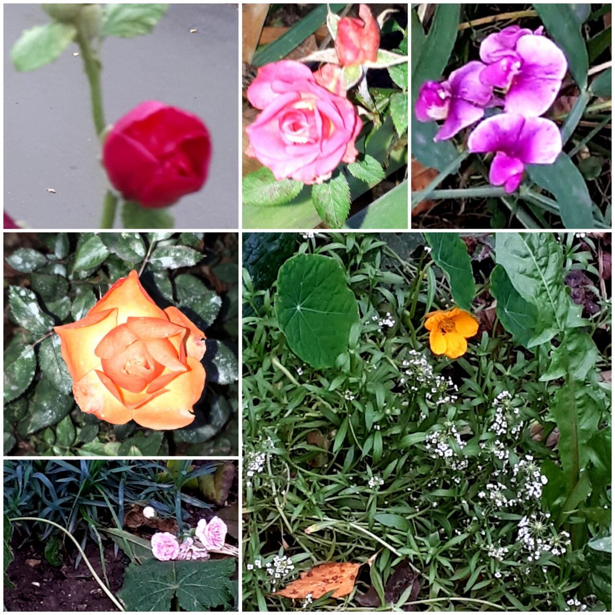 Коллаж автора статьи 06.11.2025г.