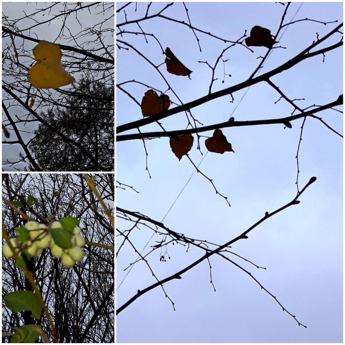 Коллаж автора статьи 06.11.2025г.