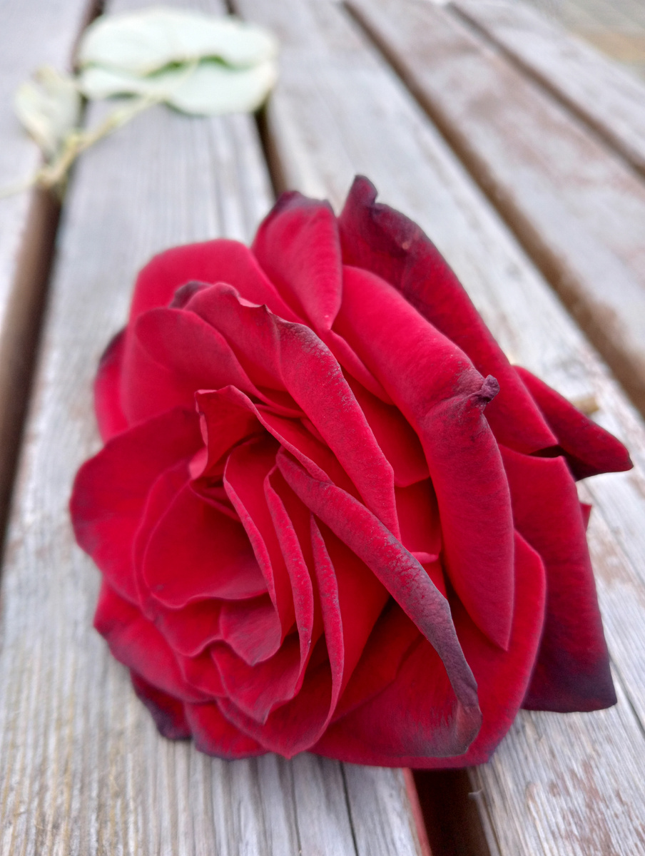 Фото автора, осень 2025