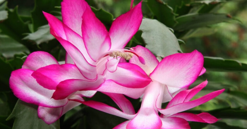 Уход за декабристом в ноябре: простые правила для пышного цветения