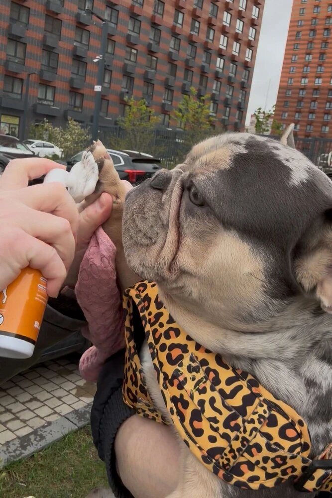 Этому парнишке моют лапки перед посадкой в авто)