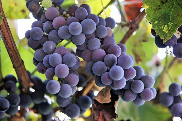 Фото Изабеллы из интернета.