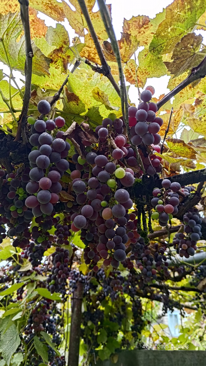 Фото того самого виноградника.
