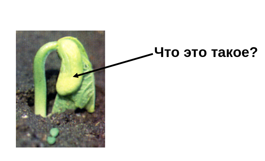 Первый слайд урока - для кого интрига, для кого повод продемонстрировать знания