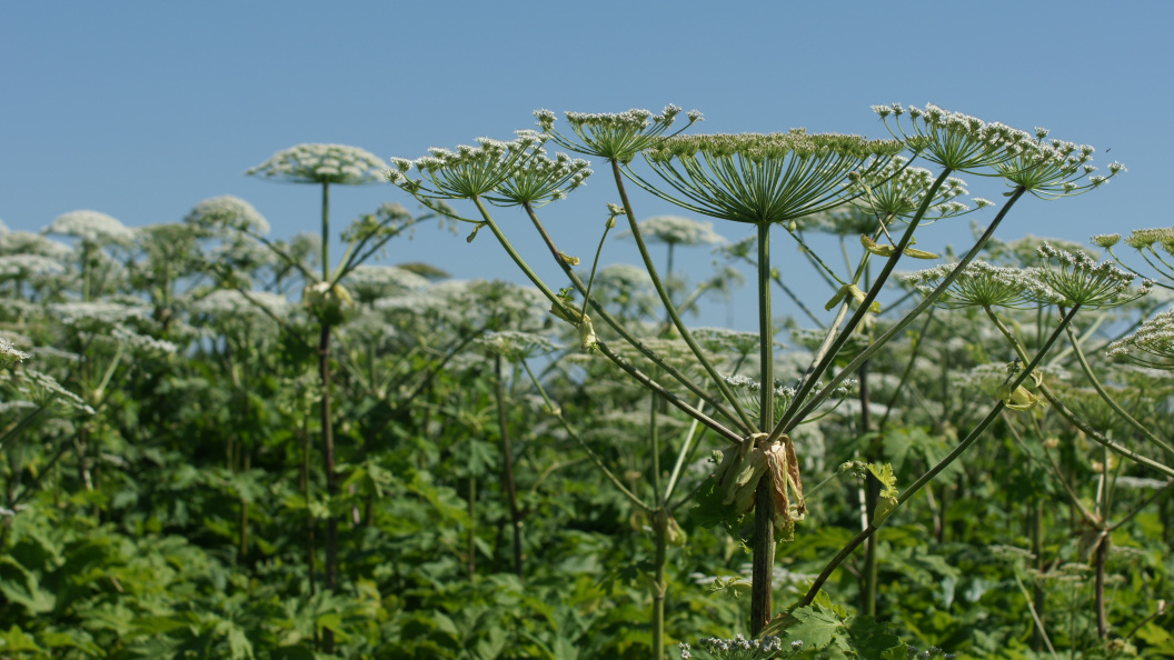    Aleksey Smyshlyaev/Globallookpress