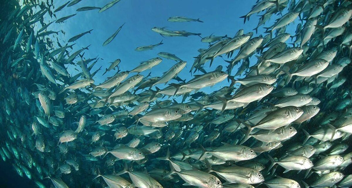 Тысячи рыб двигаются как единый организм, мгновенно меняя направление (без столкновений при скорости движения до 10 м/с.)