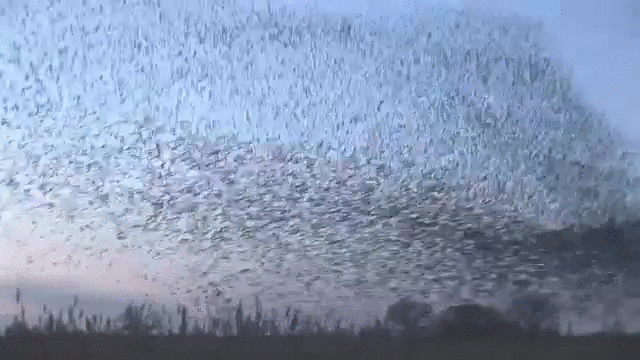 Это позволяет тысячам особей двигаться синхронно без централизованного контроля