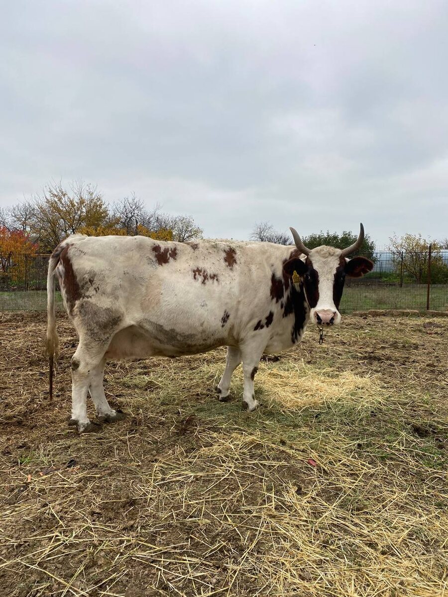 Печенька — наша надежда и гордость