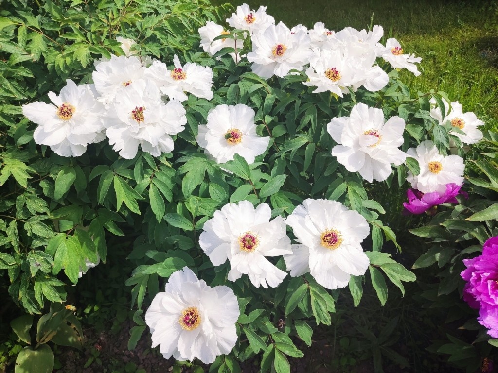 Пион Белый Ветер