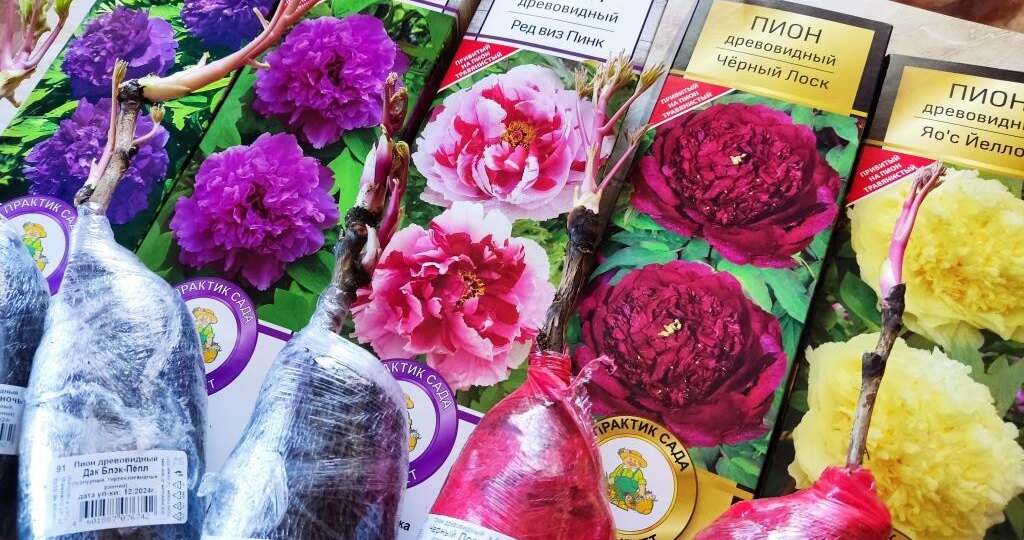 Покажу как выглядят эти «пионы из коробок» 8 месяцев спустя