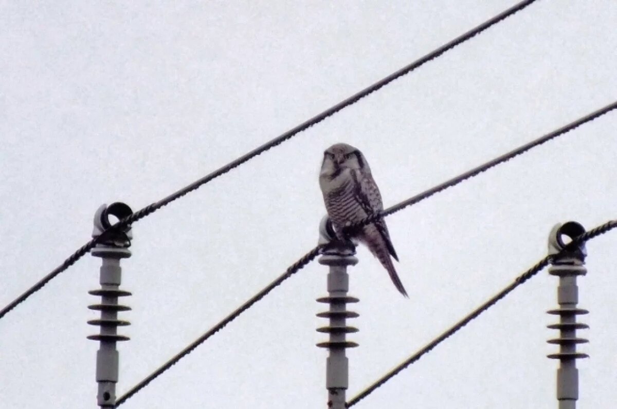    В Приозерске заметили очень редкую ястребиную сову