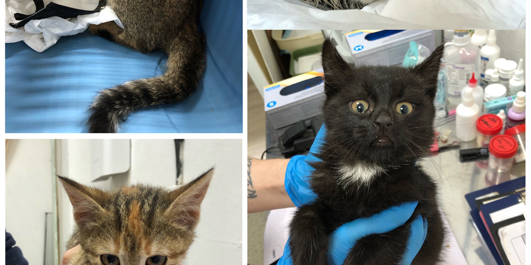 Подопечные, которым нужна помощь прямо сейчас