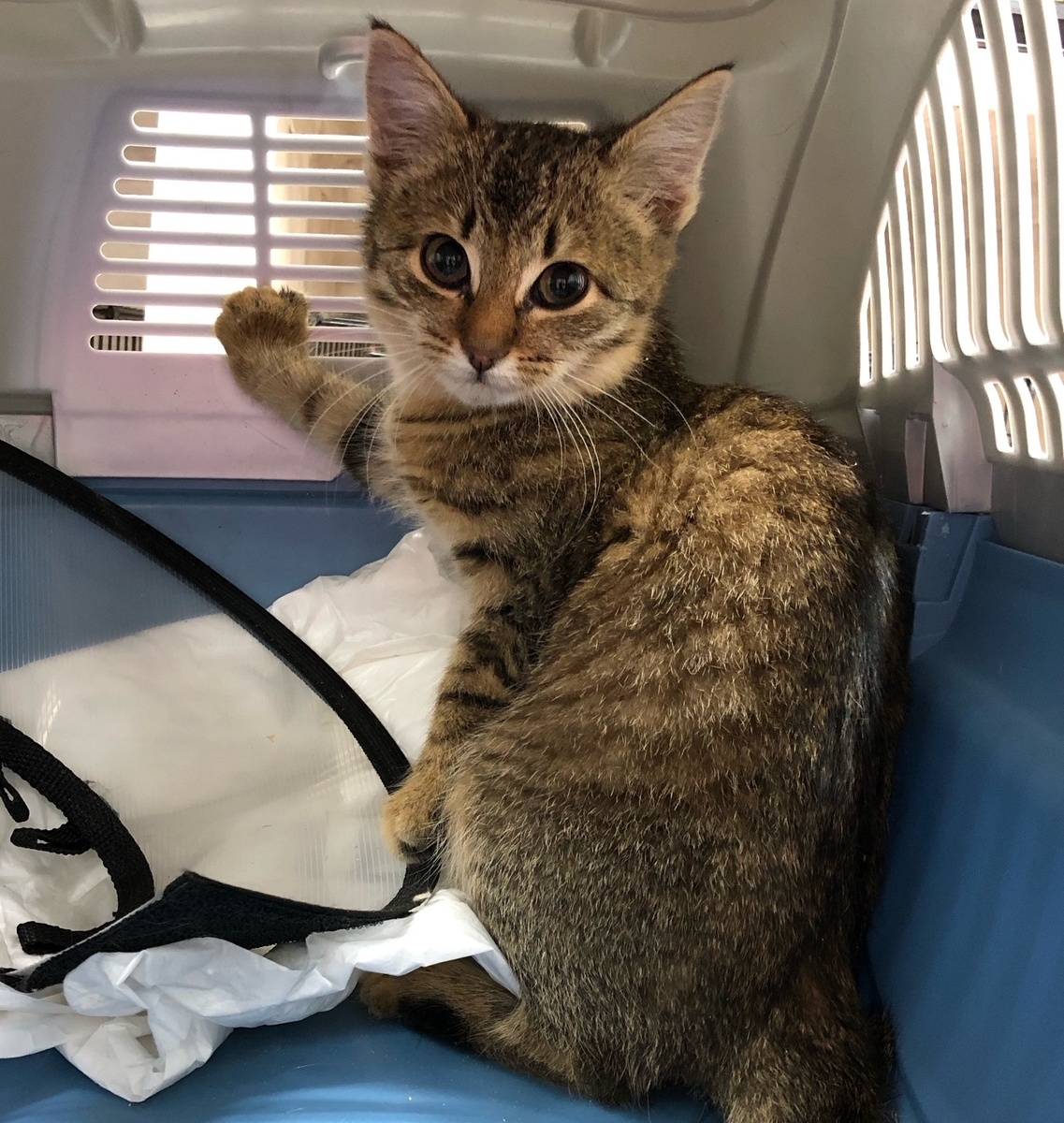 Скалолазка. 