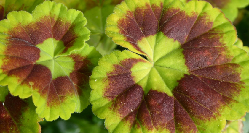    Закинула лист герани под холодильник — и бед не знаю: к чему это привело — домашние вздохнули свободно