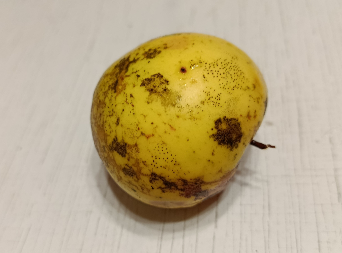 пораженное яблоко после мытья мочалкой