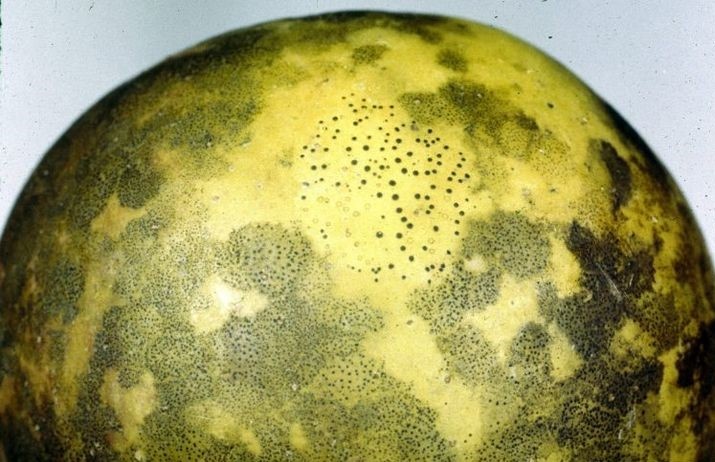 налет крупным планом (фото из открытых источников)