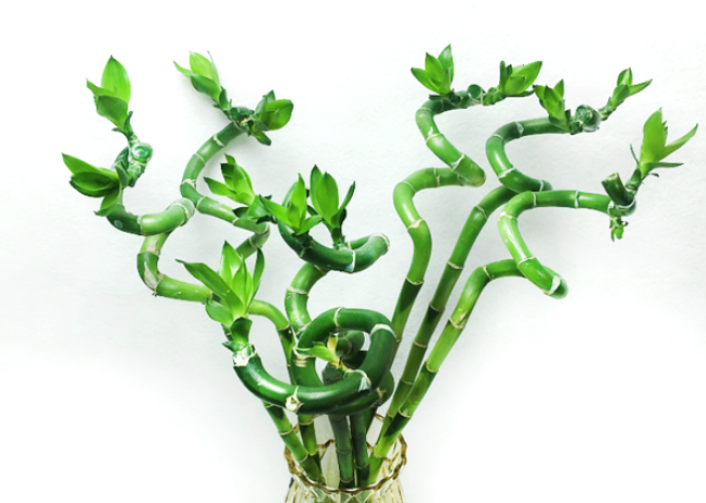 Lucky Bamboo
