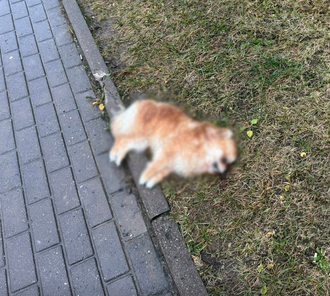 Скриншот видео