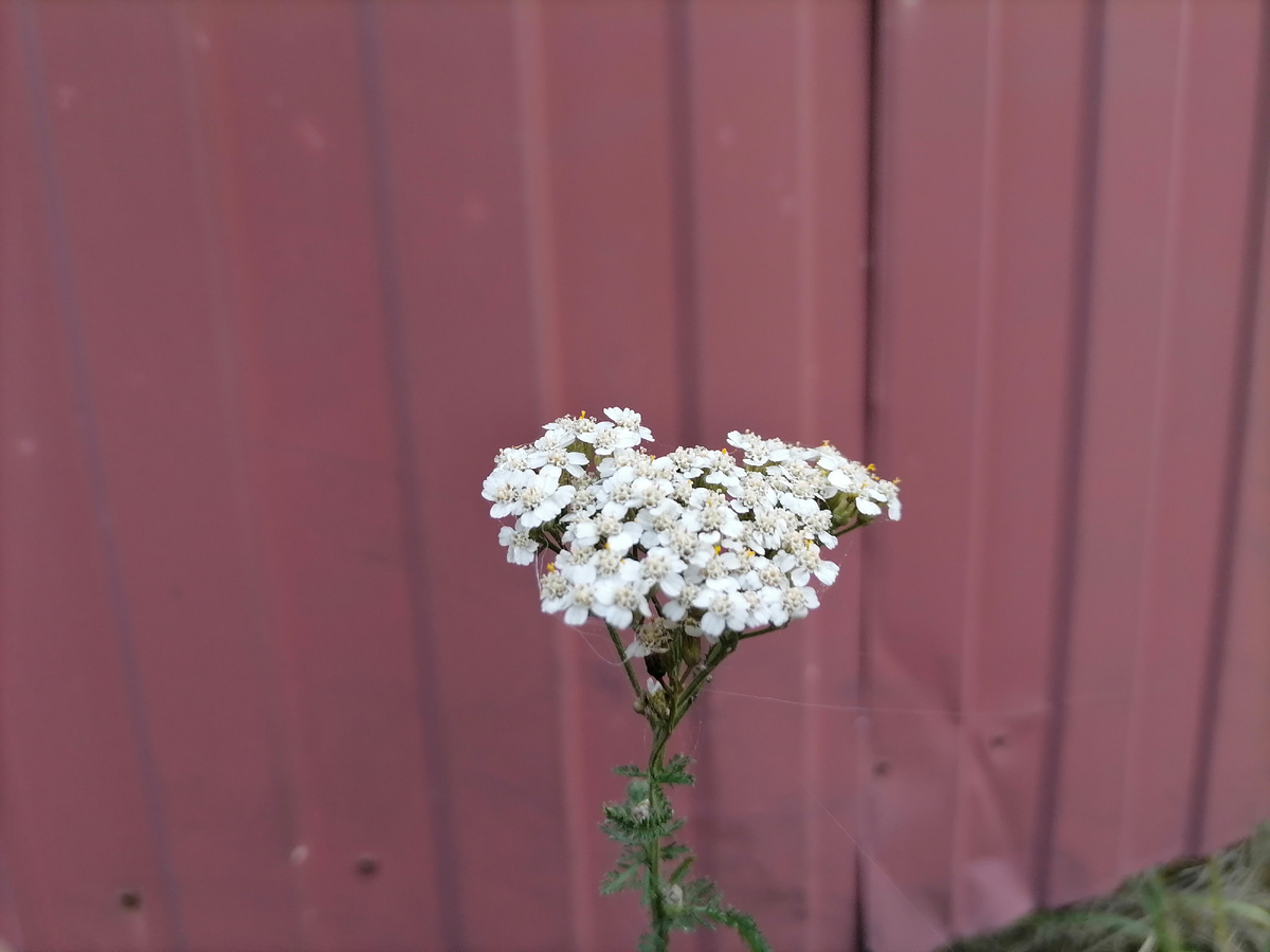 Цветы в ноябре. Где-то на дороге. 