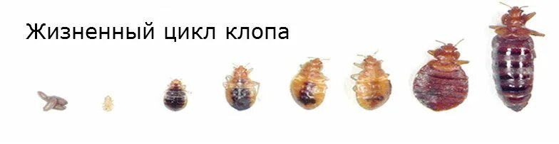 Жизненный цикл клопа