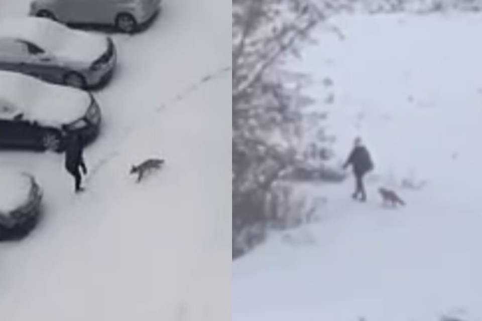    Одна лиса напала на девушку (слева), вторая увязалась к остановке (справа). Фото: Предоставлены телеграм-каналом «Акатуйский»